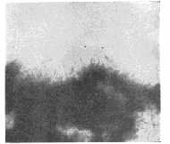 fig5.jpg (4073 bytes)